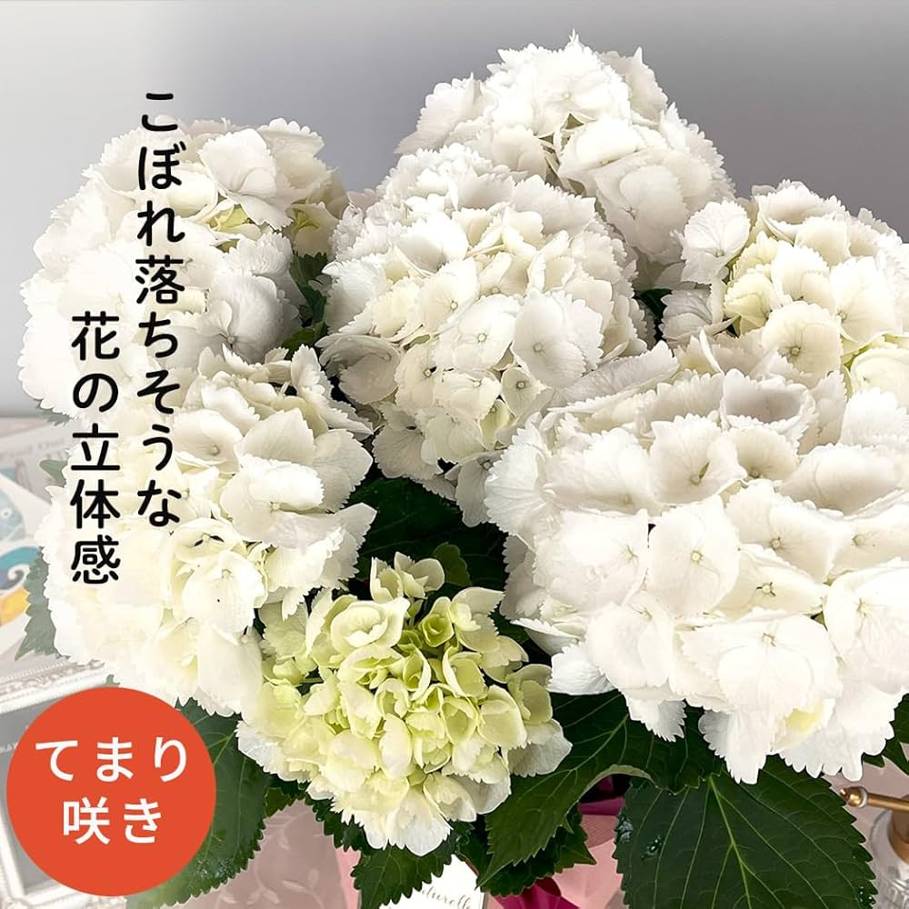 Amazon.co.jp: 母の日 プレゼント アジサイ シュガーホワイト 5